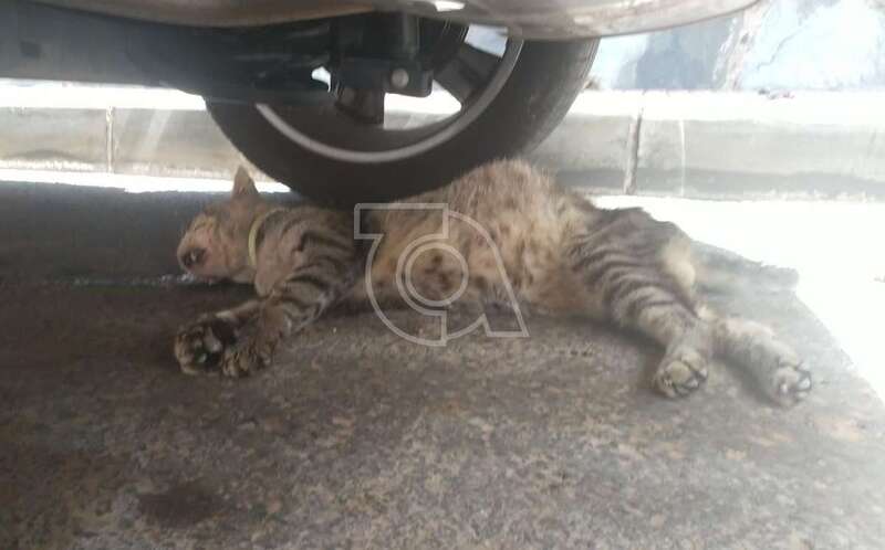 Cuerpo inerte del animal en la calle, debajo de un vehículo/TA.